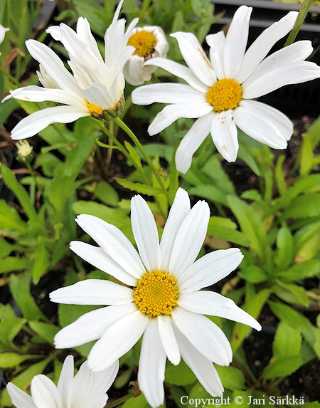 Leucanthemum x superbum 'Silberprinzesschen' prinsessankakkara